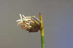 Southern umbrella sedge